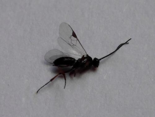 Réf. 183 844 : Cotesia sp.